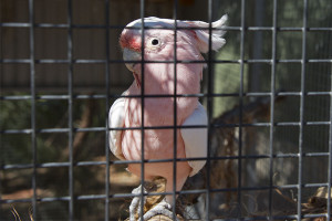 12 Mile Bird Park