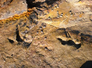 Dinosaur Footprints, Broome