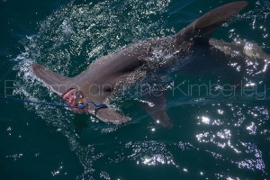 Hammerhead Shark