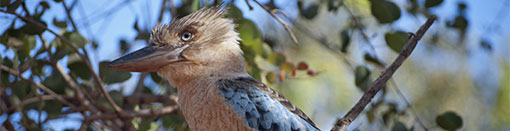 kookaburra