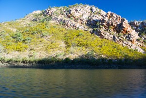 Talbot Bay Hills alive with flowering Wattle Trees