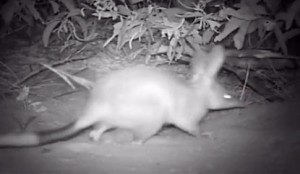Bilby photo captured at James Price Point