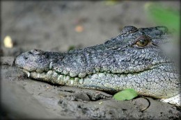 Saltwater Crocodile