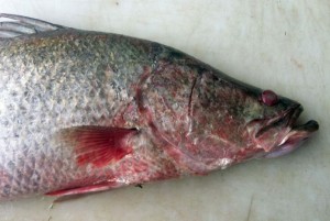 Blind and with lesions barramundi and other marine life such as turtles, dugongs are appearing in unprecedented numbers since dredging began