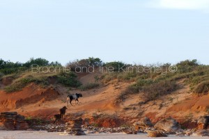 Escapee Cows