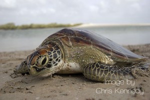 Green Sea Turtle