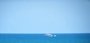 Police Boat harass whales