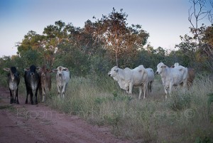 more cows