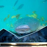Lemon Shark