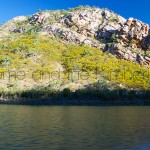The hills surrounding Talbot Bay and the Horizontal Waterfalls were covered with Wattle