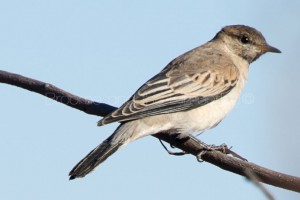 Australasian Pipit