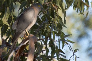 Goshawk