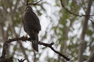 Collared Sparrowhawk