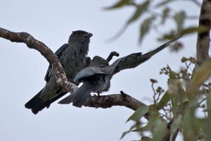 Dollar Bird
