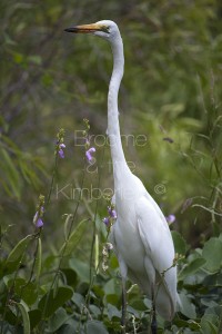 Egret
