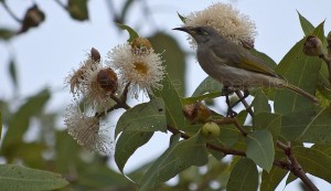 Honey eater