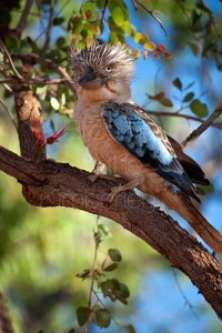 Blue winged Kookaburra