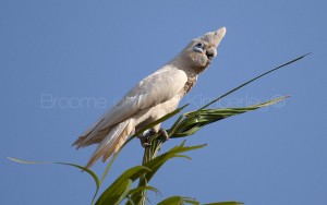 Corella Cockatoo