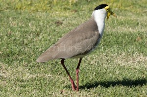 Spur winged Plover