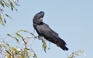 Red tailed Black Cockatoo