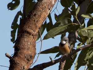 Rufous Whistler – male