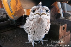 Tawny Frogmouth