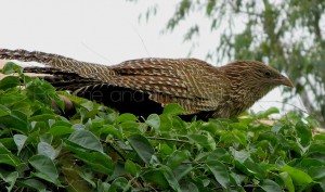 Pheasant Coucal