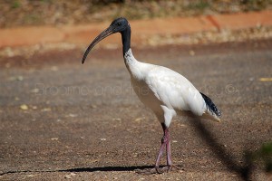 Ibis