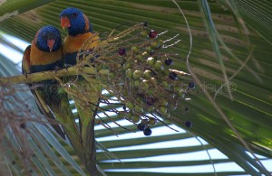 Rainbow Lorikeets
