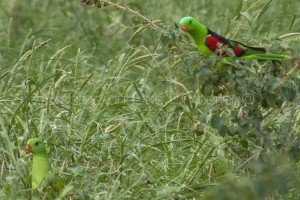 Red winged Parrot