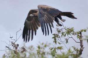 Wedge tailed Eagle