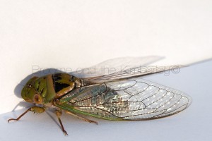 Cicada