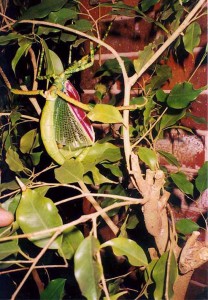 Eurycnema-goliath (Giant Stick Bug) Displaying bright red wings as a warning!