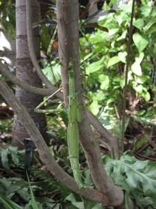 Eurycnema-goliath (Giant Stick Insect) The Goliath stick insect is the 2nd largest stick insect in Australia. They are not easily seen because of their excellent camouflage. When disturbed, the Goliath Stick Insect will display the bright red colour under its wings. The eggs of the Goliath stick insect look like seeds, so that common ants may take them underground, allowing them to hatch in safety.