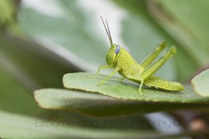 Giant Grasshopper (Valanga irregularis)