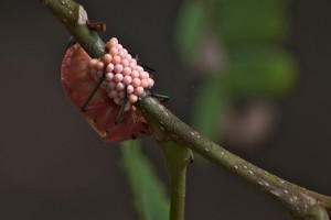 Yellow Shield Bug and babys
