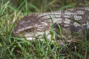 Blue Tongue Lizard