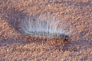 hairy-caterpillar
