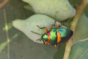 Harlequin Beetle