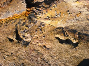 Dinosaur Footprints from James Price Point, Broome