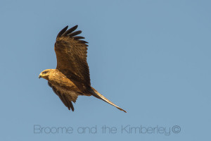 Black Kite