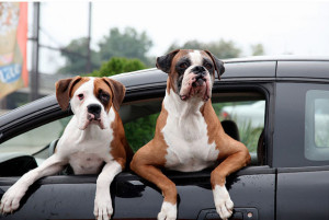 Travelling with your dog