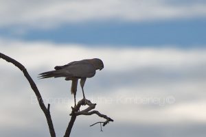 Collared Sparrowhawk
