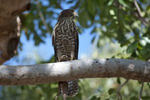 Collared Sparrowhawk with lizard