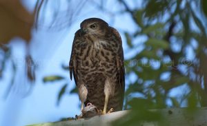 Collared Sparrowhawk with lizard