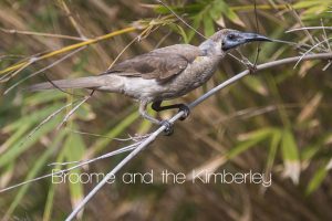 Little Friar Bird