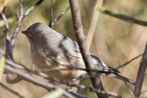 Rufous Whistler female