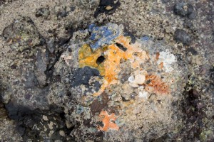 Colours of the coral