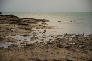 Reef Egrets enjoying the low tide-Broome Jetty Beach