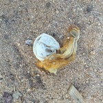 Used-condom